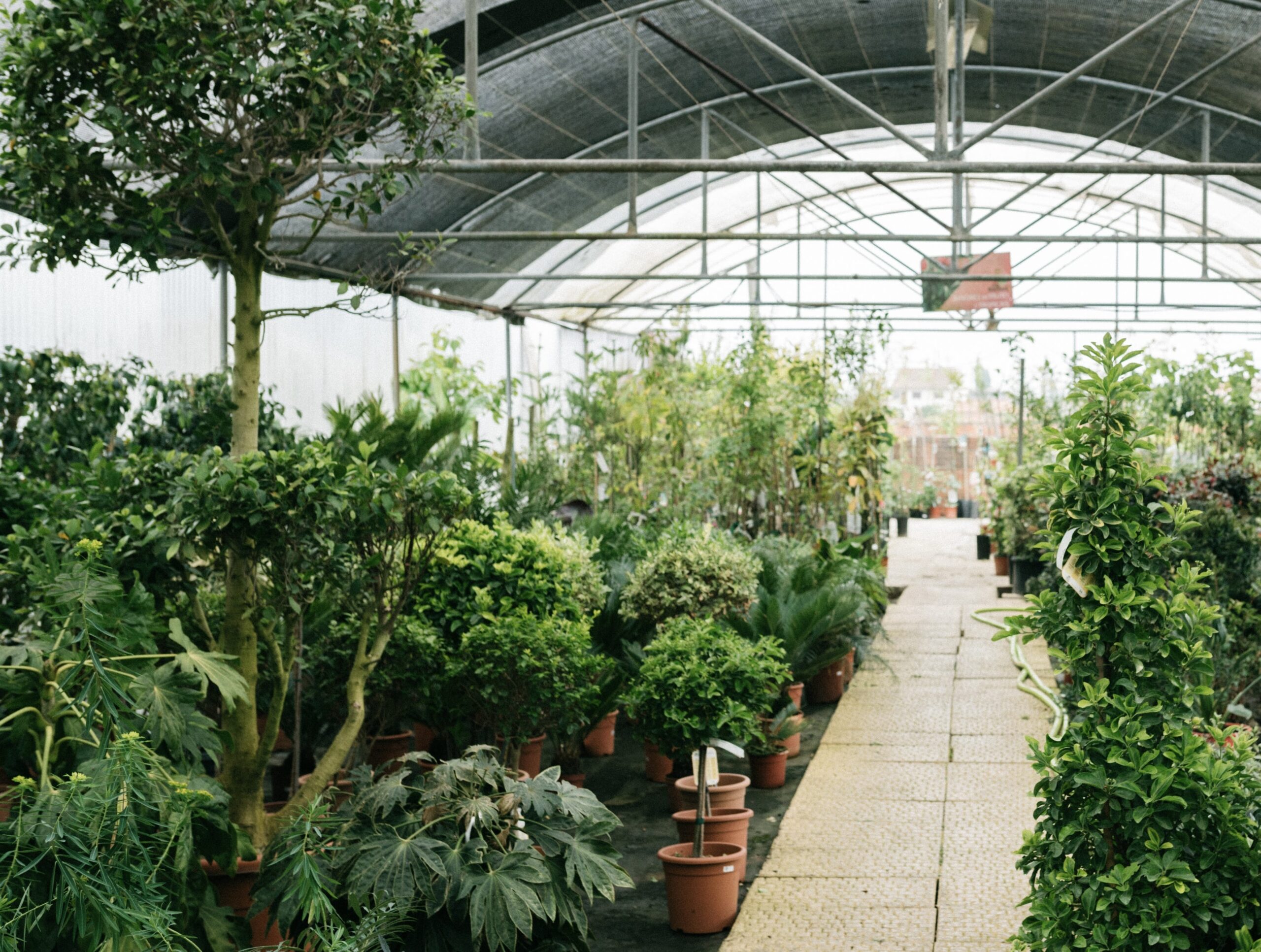 The Greensboro Botanical Gardens (or Greensboro Arboretum) is a 17 acre site that has plenty of plant collections and beautiful displays for its guests to explore. 
pictured: A botanical gardens' greenhouse structure filled with an array of healthy green plants