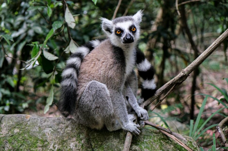 A lemur sitting on a tree stump