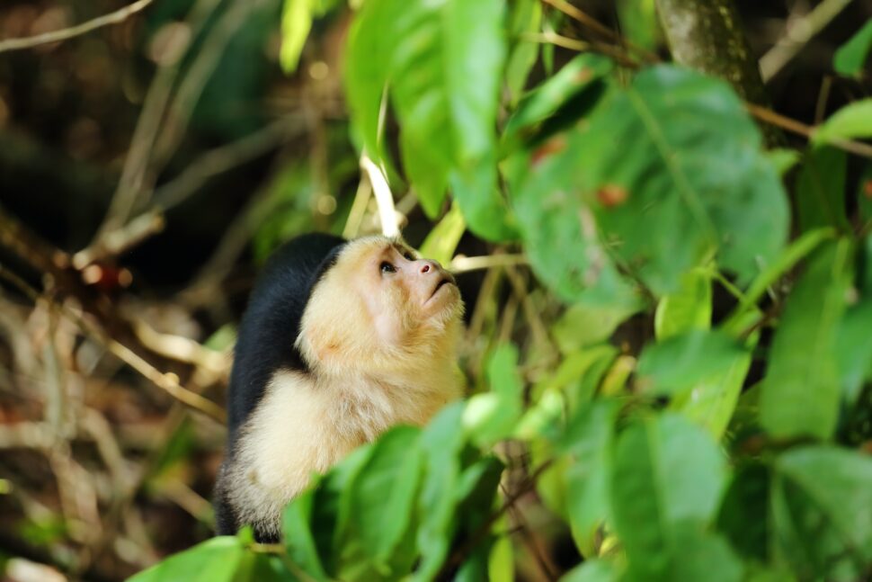 A monkey in the wild at Manuel Antonio National Park
