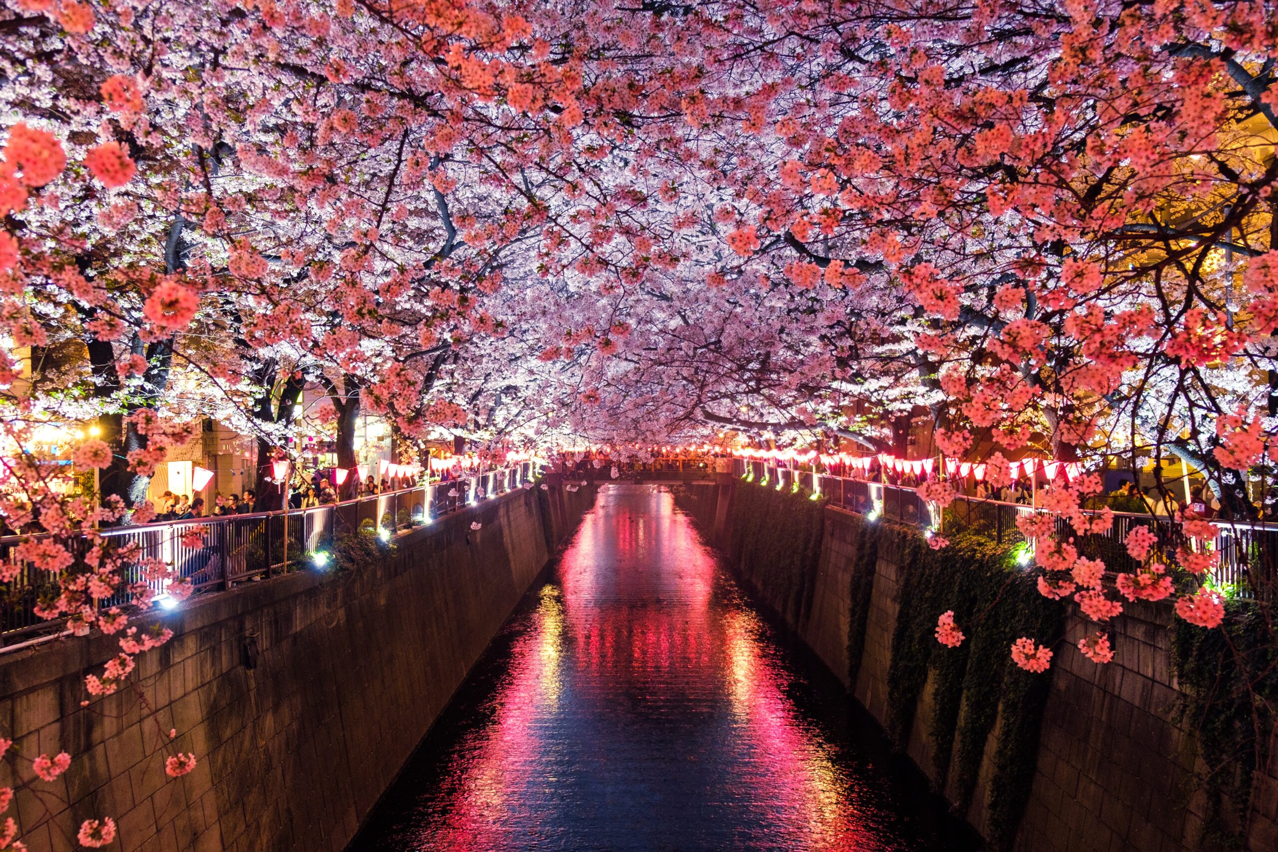 There are many grand celebrations of sakura in Japan, learn about the best options for tourists.
pictured: A canopy of sakura with many visitors appreciating the pink cherry blossoms 