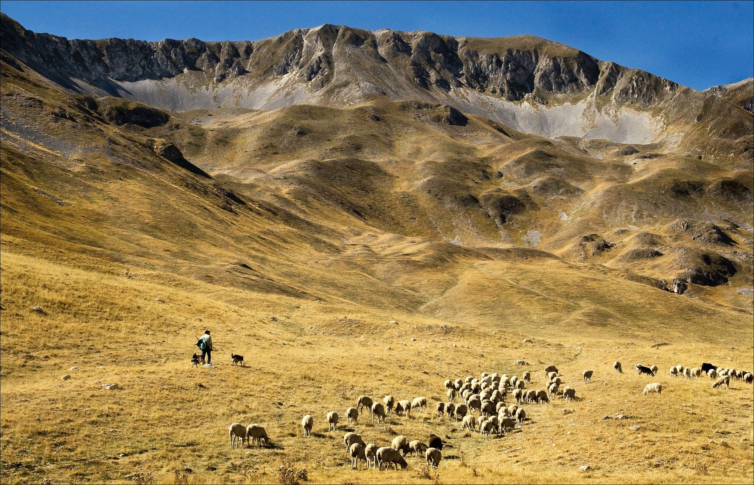 Abruzzo is a well conserved countryside region of Italy that has flourishing lands. 
pictured: A steep mountain and valley with a group of sheep and their Shepard watching over them