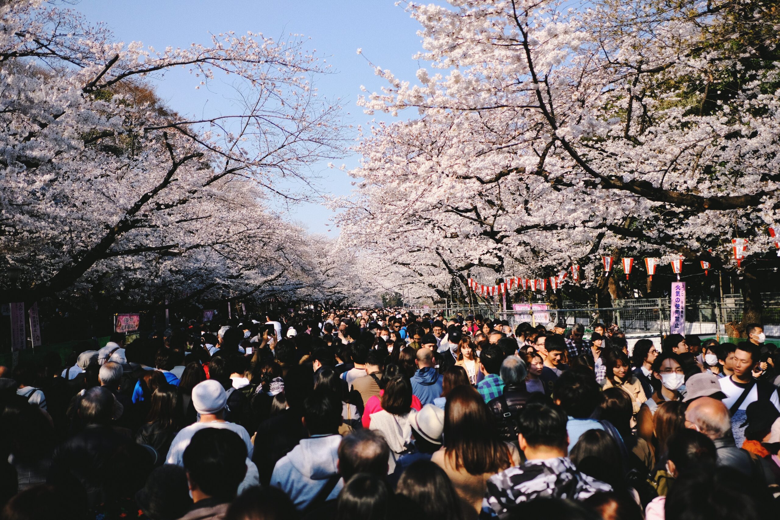 The cherry blossom festival of Tokyo is among the most popular. Learn about the annual festivities. 
pictured: The Nakameguro Canal and the walkway which hosts large crowds every year for hanami. 