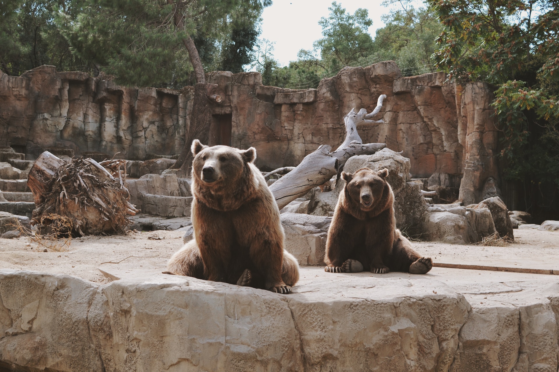 Bears at a zoo