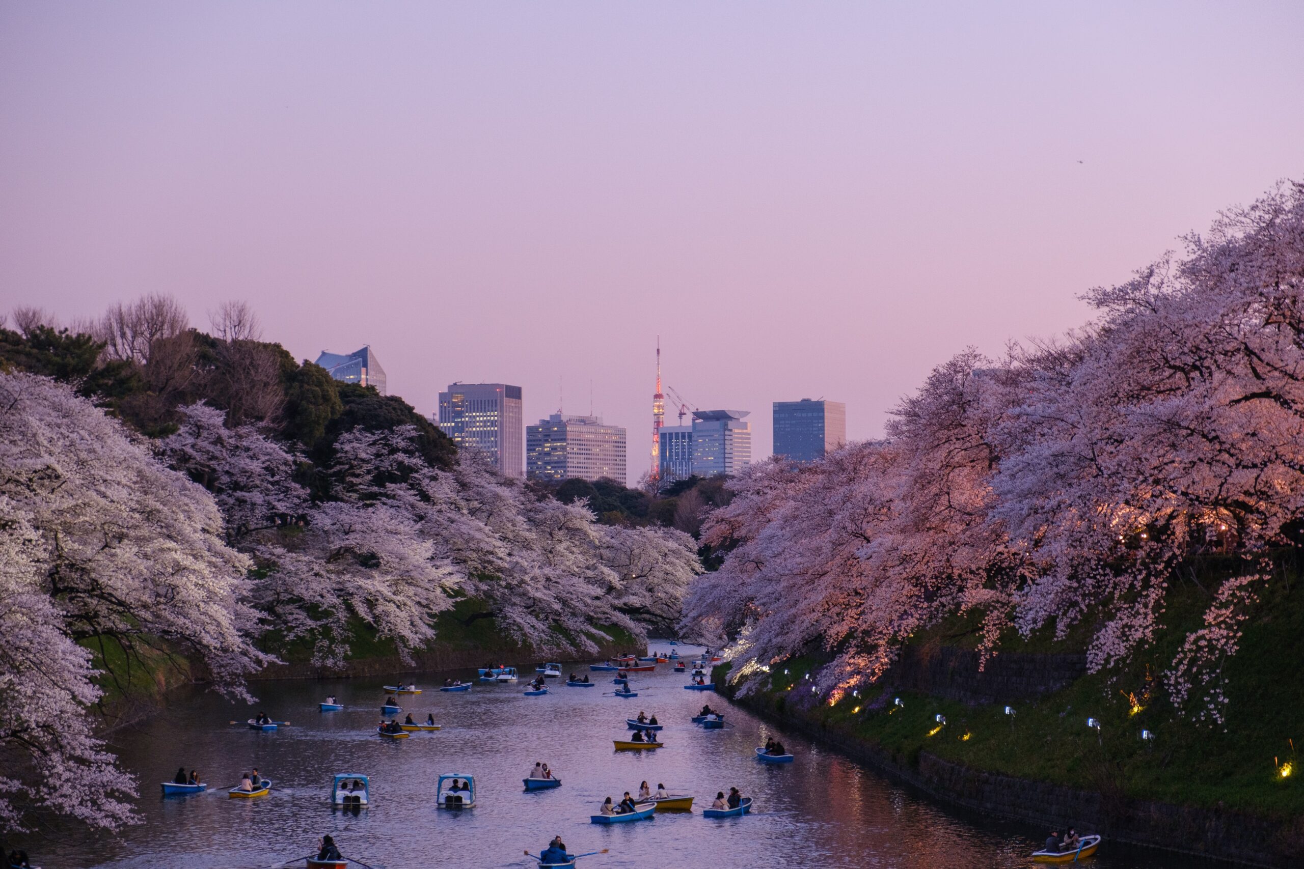 Tokyo, Japan is a great place to visit and see the mighty cherry blossom.
pictured: Ueno Park's Shinobazu Pond, which is filled with people canoeing and viewing the cherry blossom trres that line the water