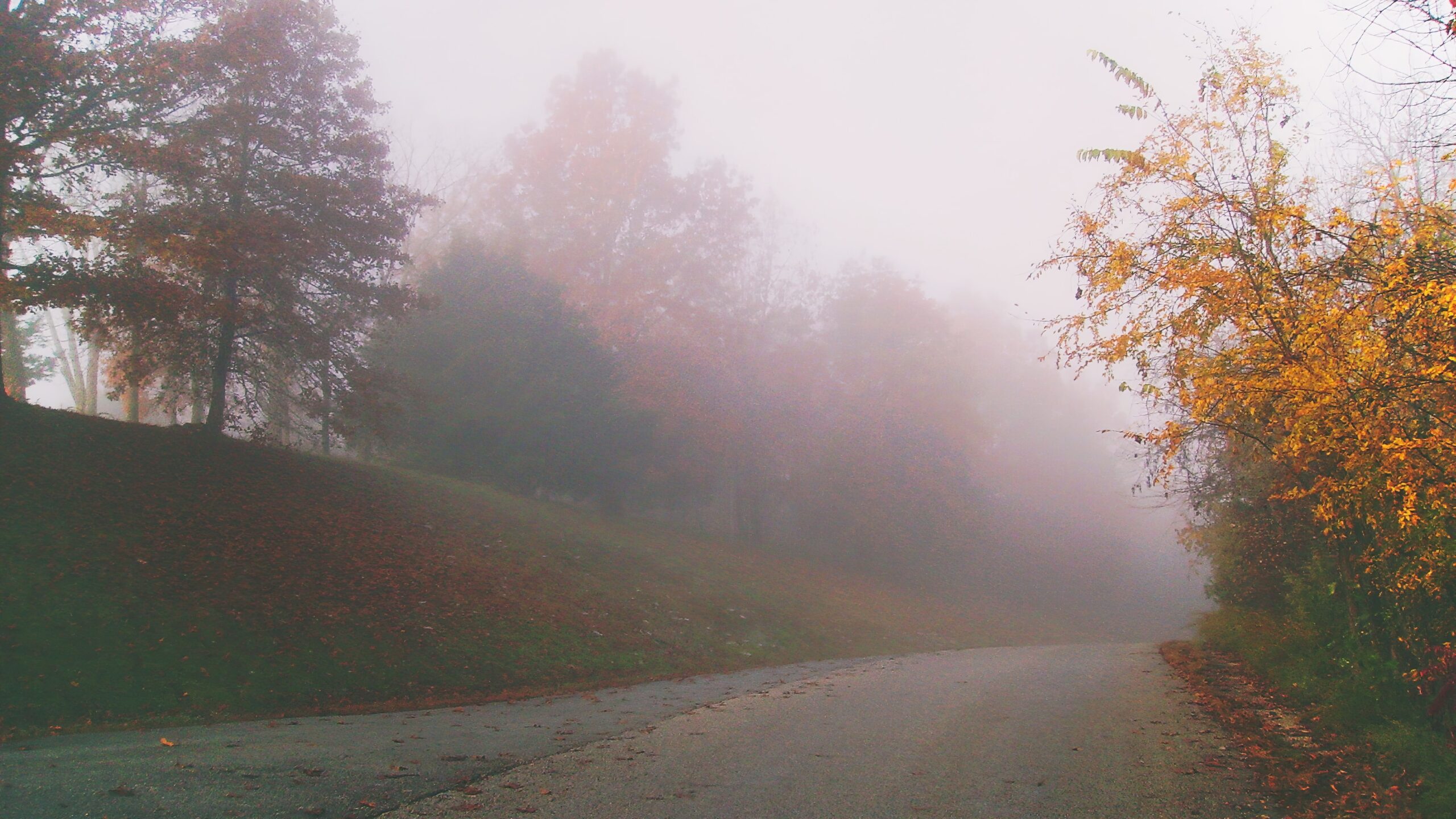 Silver Dollar City is an exciting theme park in Missouri that travelers should not have a problem locating. 
Pictured: a foggy Branson, Missouri road during the fall 