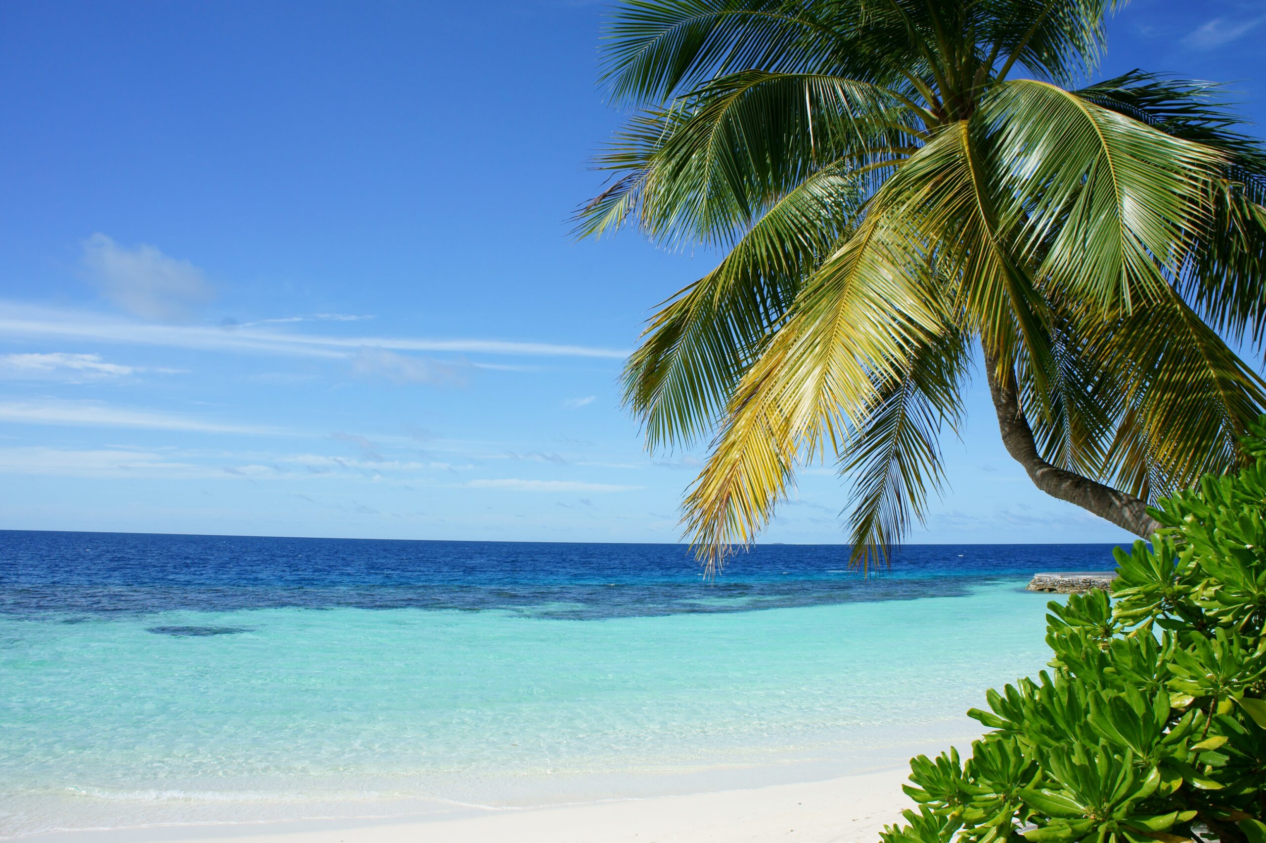 The Maldives are a chain of islands that are considered nearly remote and very tranquil. The destination is perfect for winter vacation. 
Pictured: a large palm tree in front of turquoise waters and a blue clear sky in the Maldives