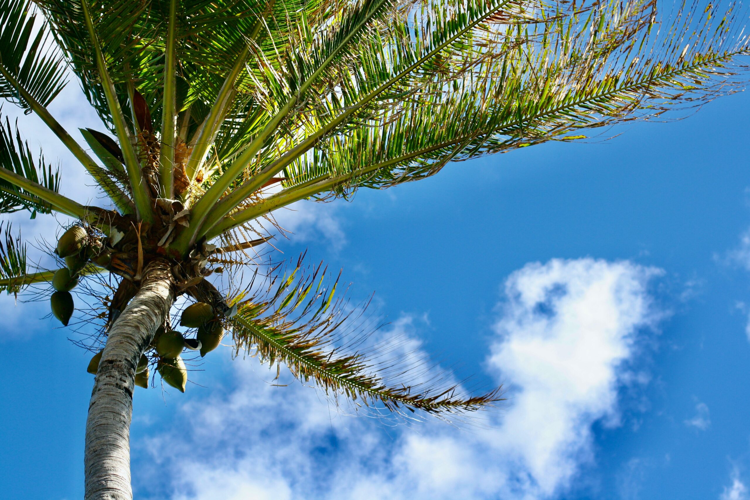 Magic Sands Beach Park is a popular destination in Hawaii. Check out the cool features of the tropical location.
Pictured: a palm tree in Hawaii on a cloudy and sunny day 