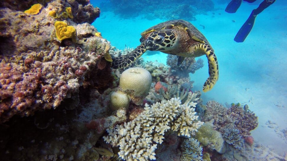 Turtle climbing up a reef.

