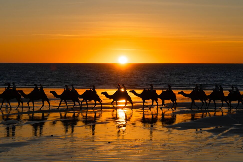 Riding camels at sunset