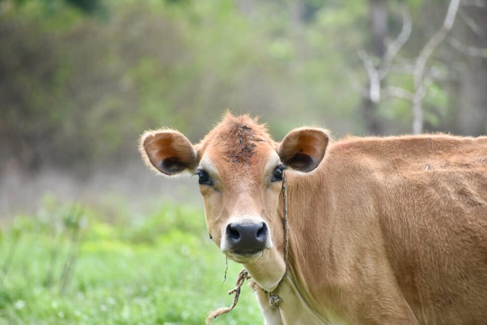  cow grazing in the fields.