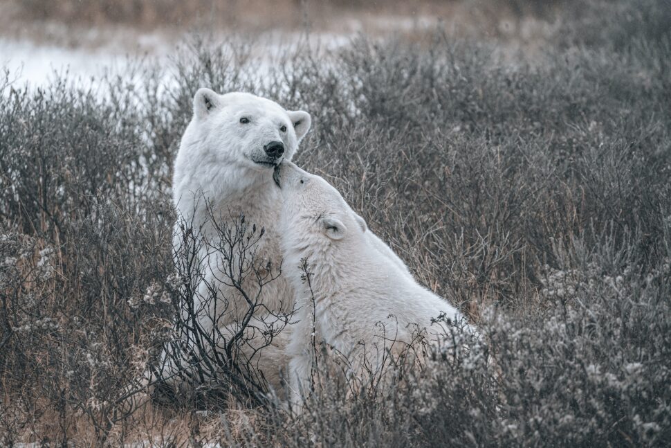 Polar bear in Churchill Manitoba

