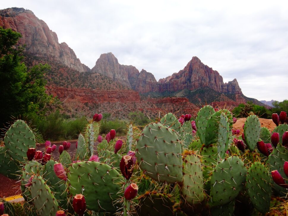 Cacti in Zion National Park