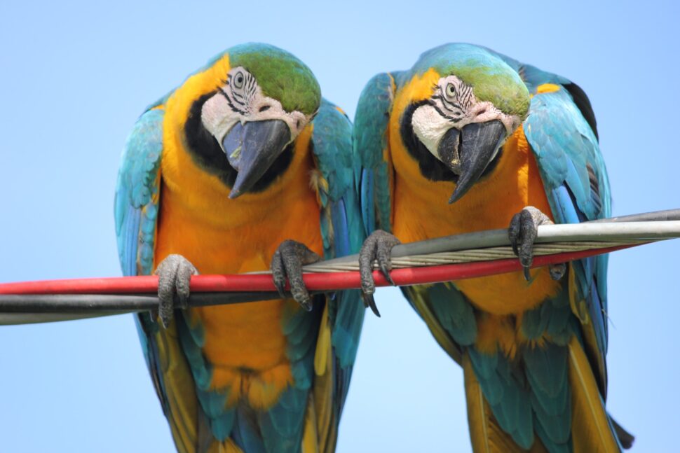 Couple of Blue and Yellow Macaws

