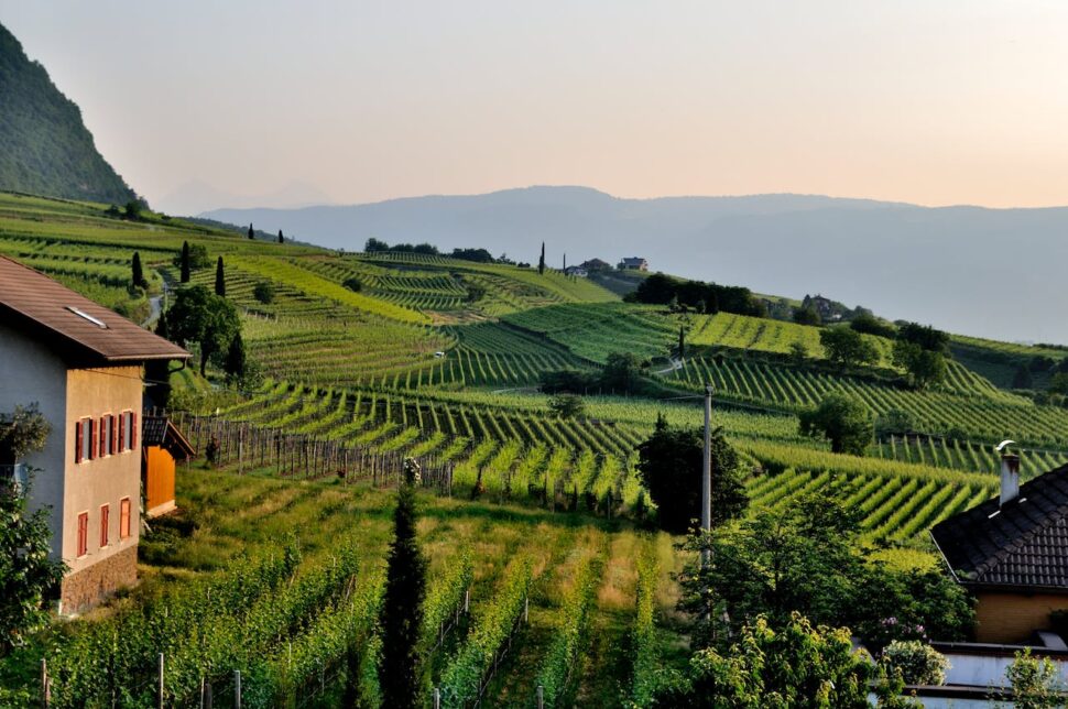 Italian vineyard