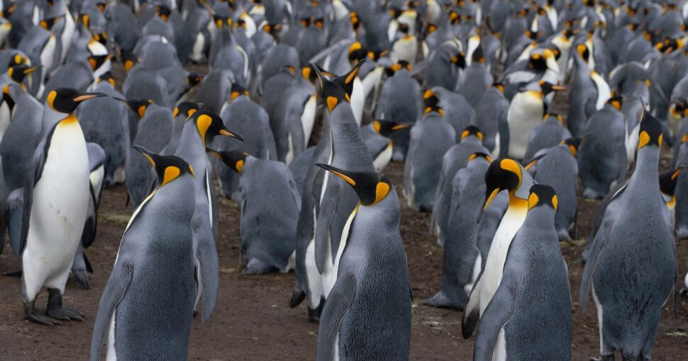 Emperor penguins 