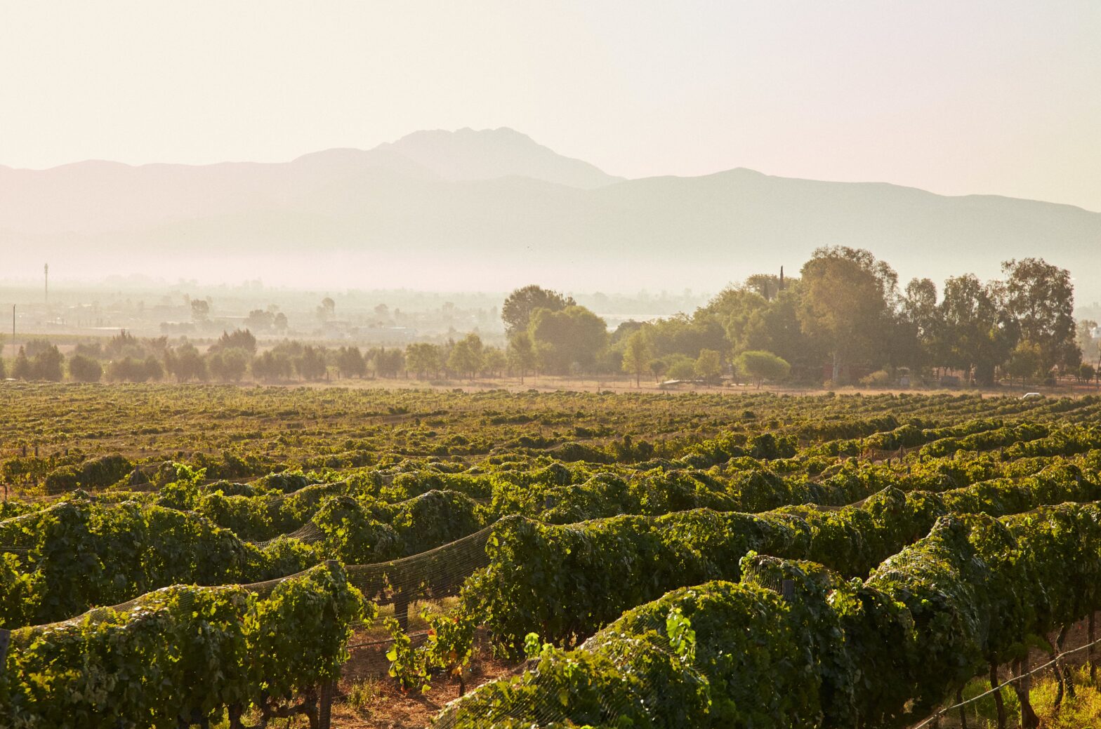 Valle de Guadalupe is Mexico's Own Napa Valley