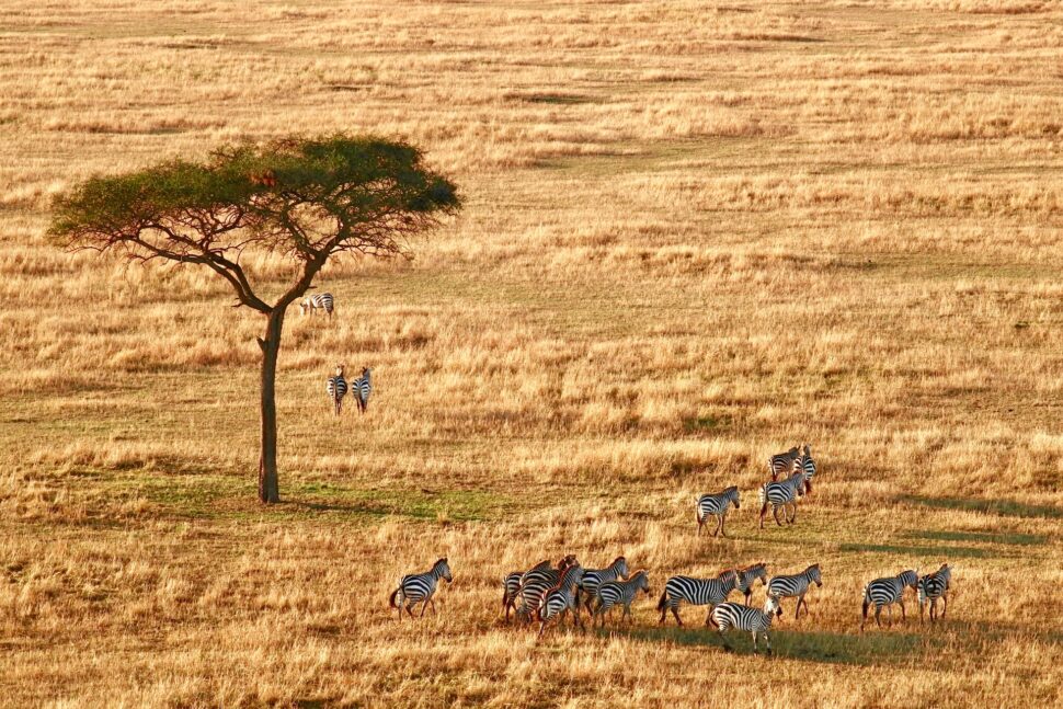 Serengeti National Park from hot air balloon