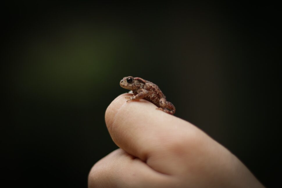 Miniature frog on a thumb

