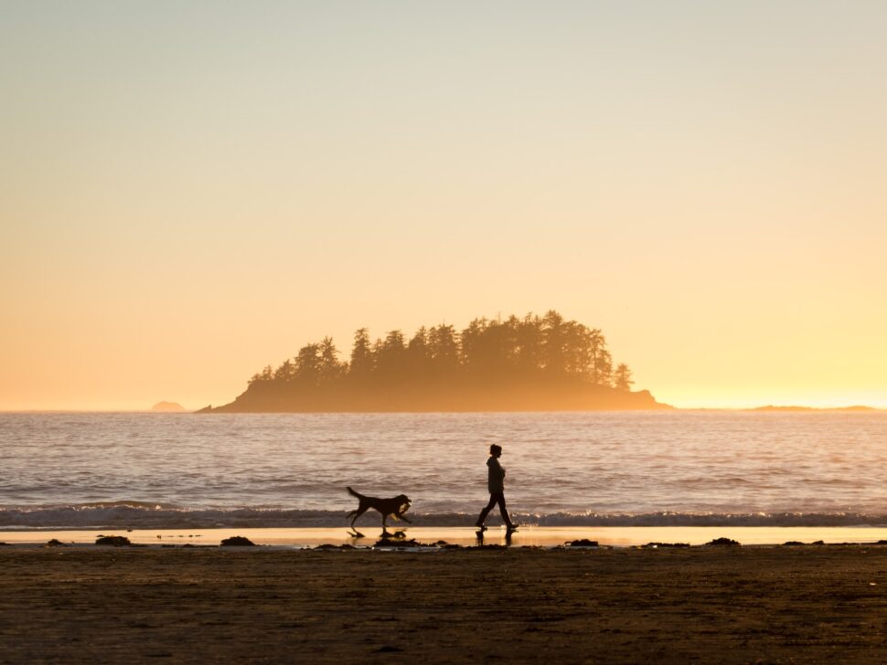 person and dog walking on the beach