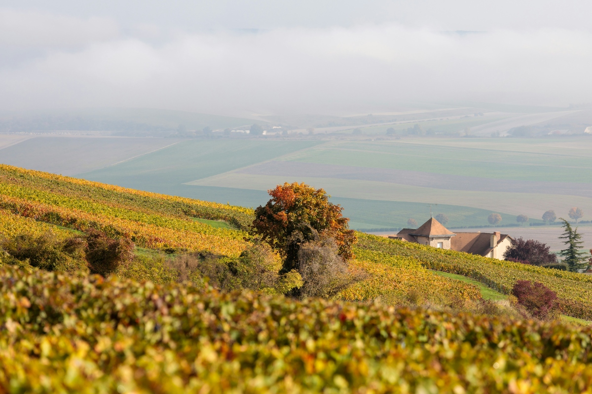 Exploring The Famed Vineyards Of France's Champagne Wine Region