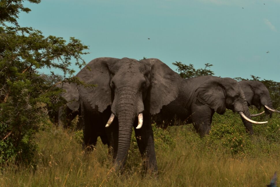 Elephants at Akagera National Park