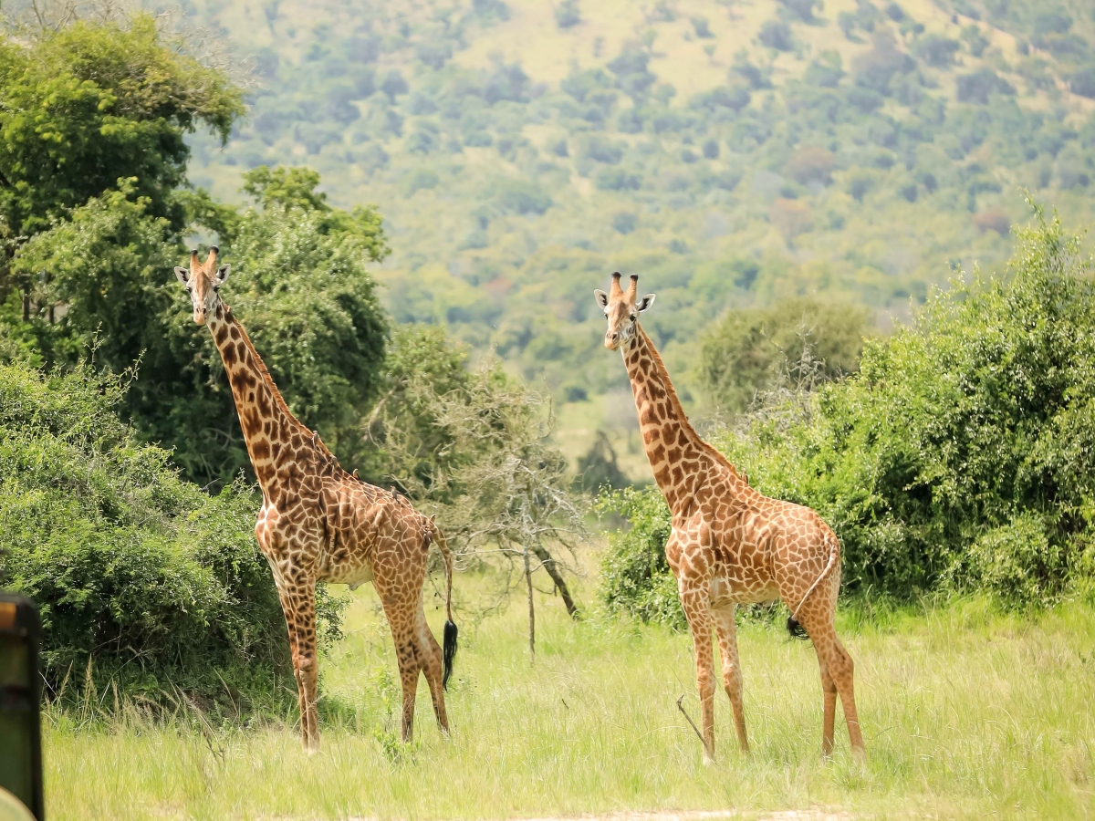 Rwanda's Akagera National Park: A Success Story Of Conservation And Community Development