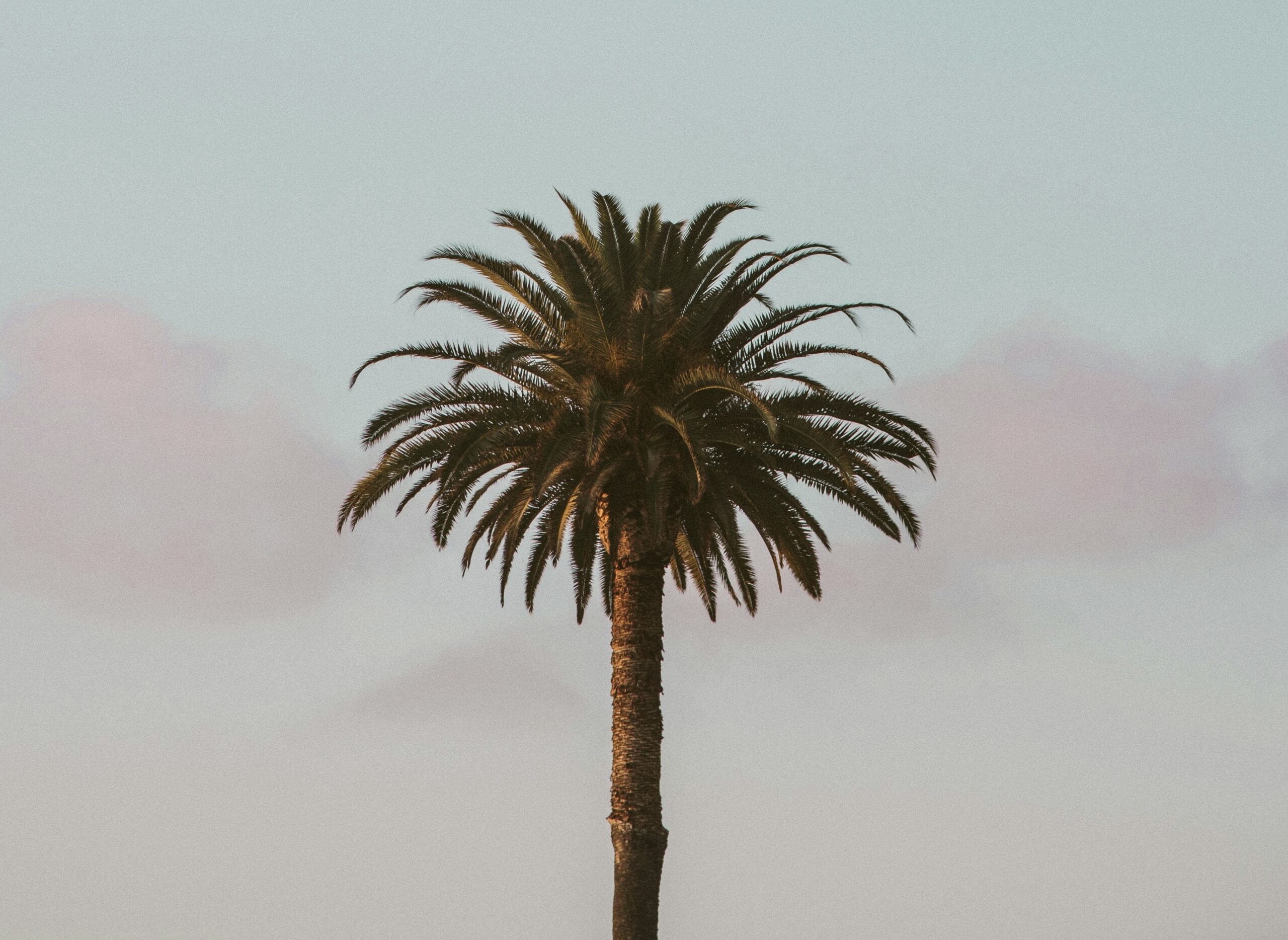 This controversy over an Airbnb is a legal battle that may discourage some travelers. 
Pictured: a California palm tree 