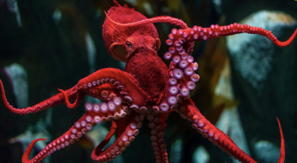 Red octopus at the Tennessee Aquarium in Chattanooga