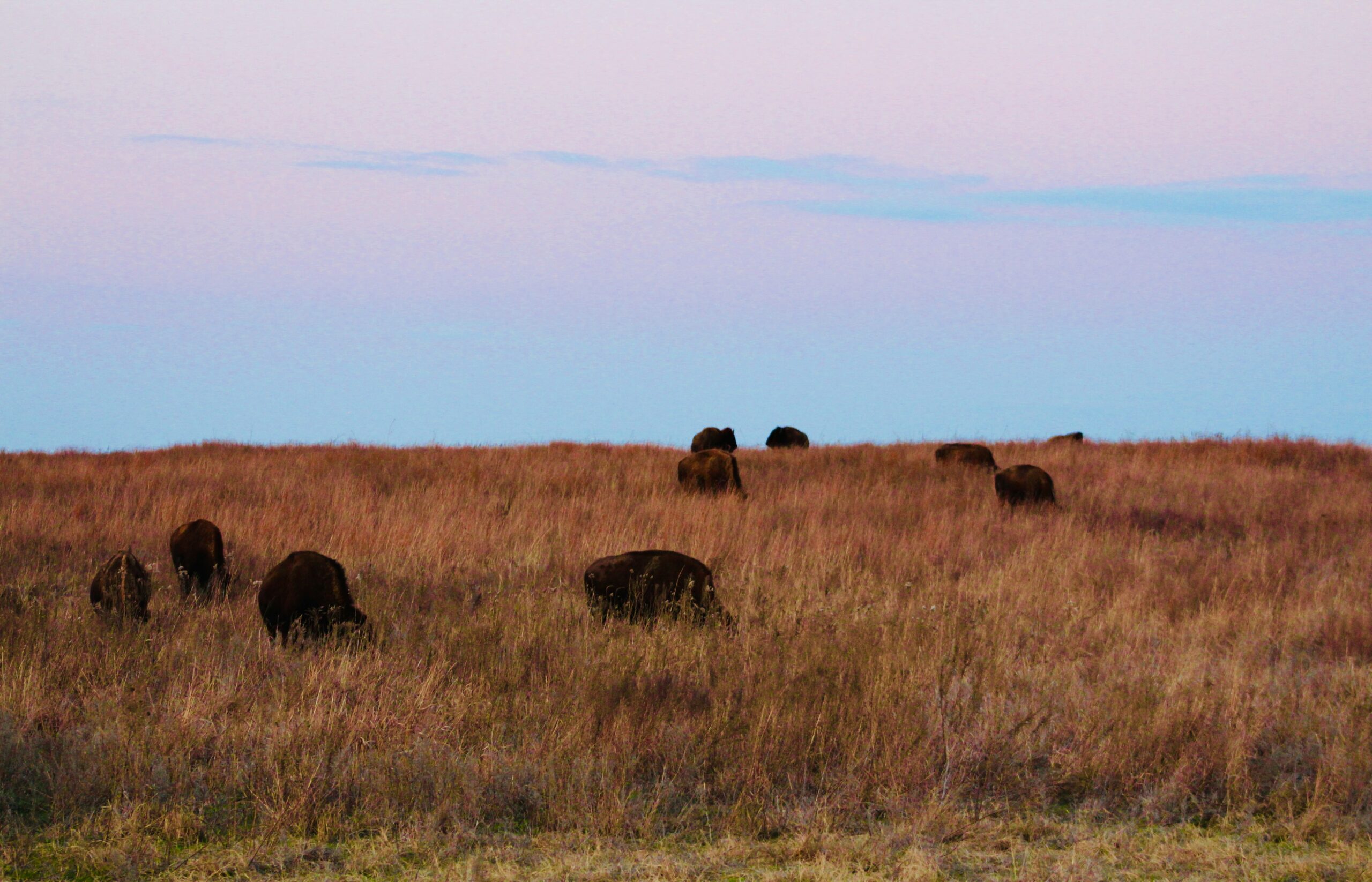 Pawhuska, Oklahoma is a rural destination that helped create Fairfax in a movie. 
pictured: bison grazing in a Pawhuska pasture