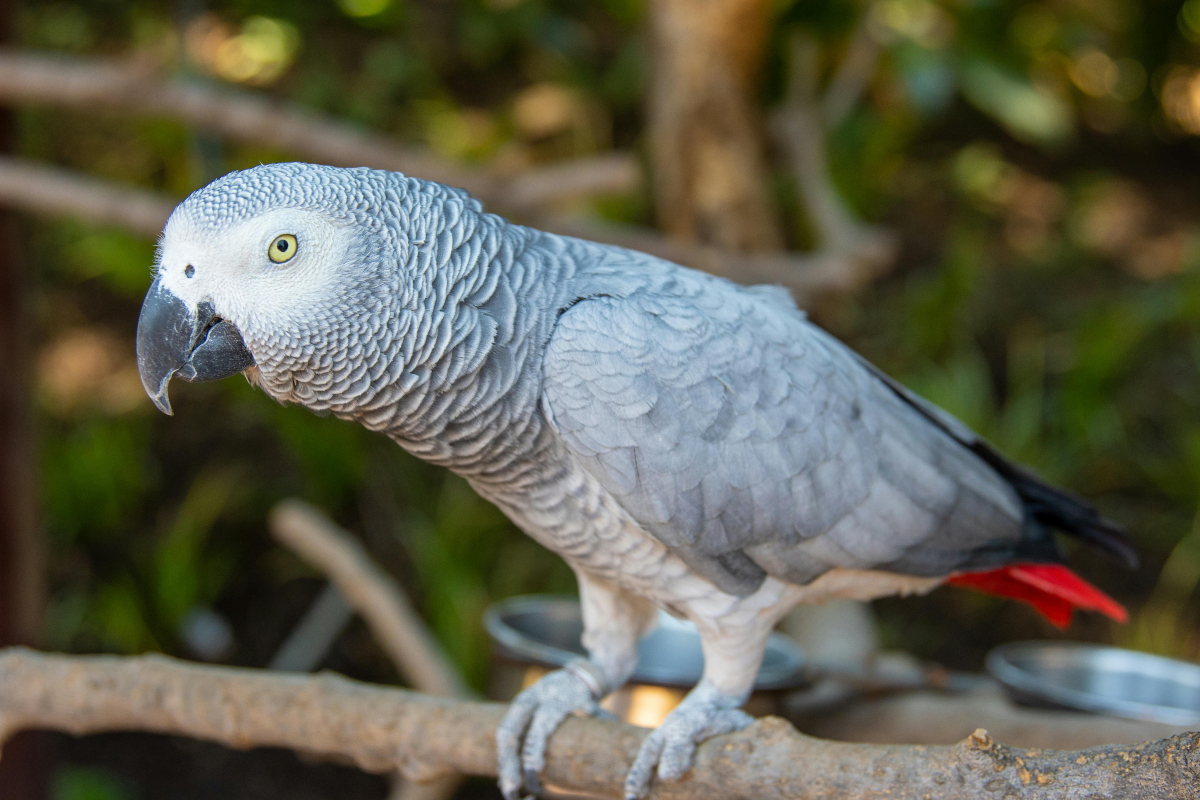 A British Wildlife Park Plans To Rehabilitate Their Swearing Parrots