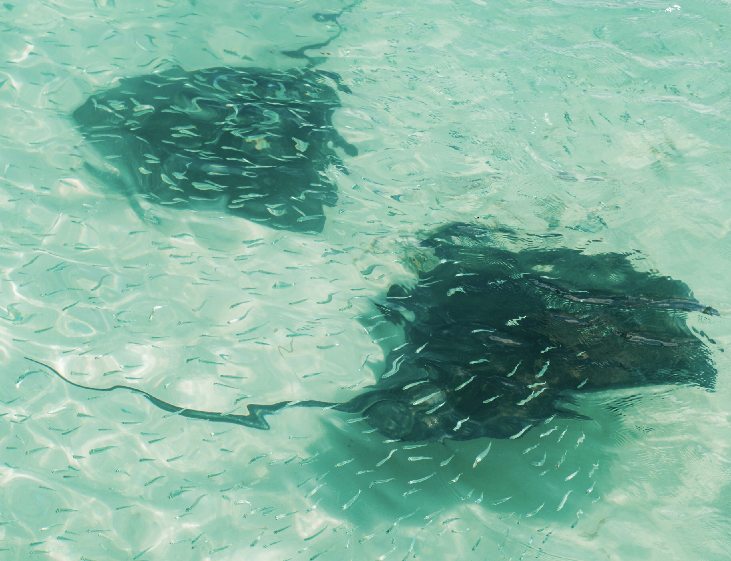 This is plenty to do in Nassau for both cruise passengers and long term travelers. 
Pictured: two manta rays swimming with school fish in turquoise Nassau water 