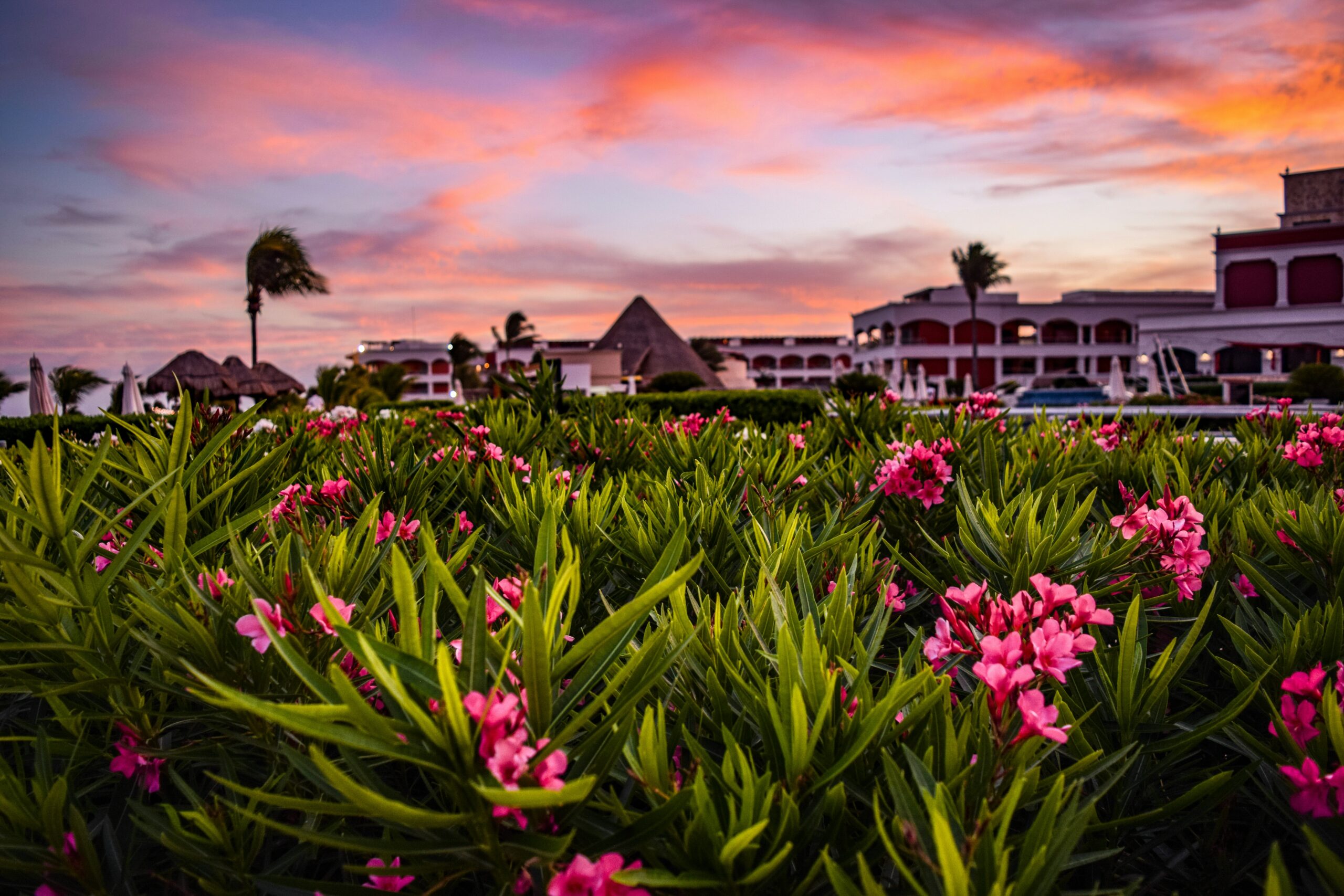 These travel advisories are the number one resources for travelers that want to visit Riviera Maya.
pictured: a field of lush green flowered bushes in the front of a Riviera Maya beach resort during sunset