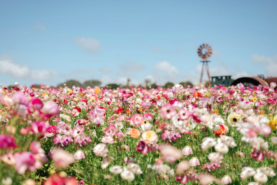 flower fields in Carlsbad