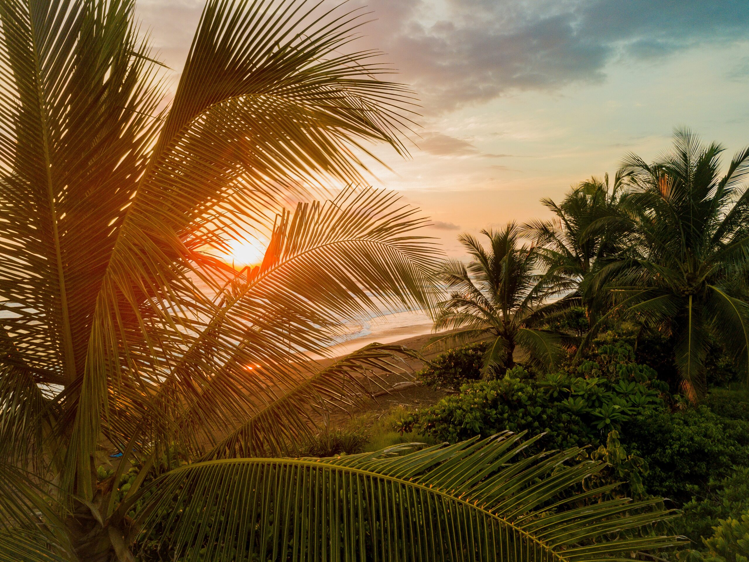 These travel advisories provide the best information on Costa Rica's safety level. 
pictured: a leafy palm trees spread out in front of the setting sun