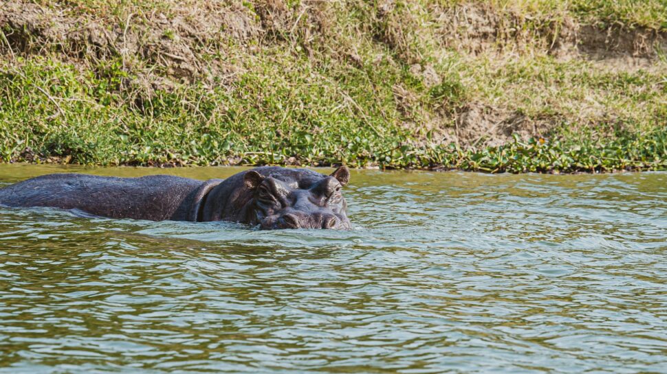 hippopotamus enjoys the cool water of the Kazinga Channel