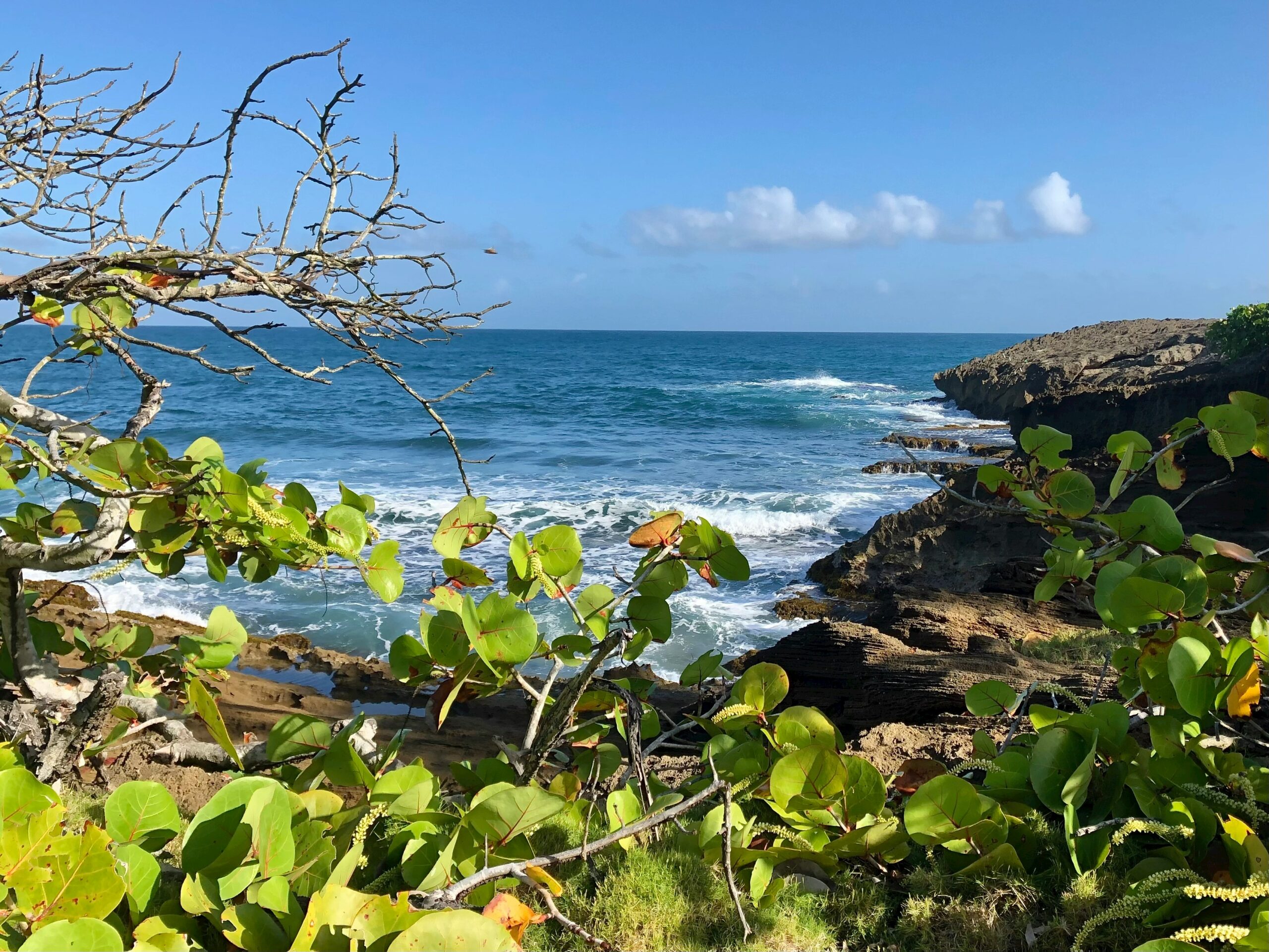 These are the top remote beaches in Puerto Rico. 
Pictured: lush green plants overlooking the blue crashing waves of Puerto Rico’s beach 