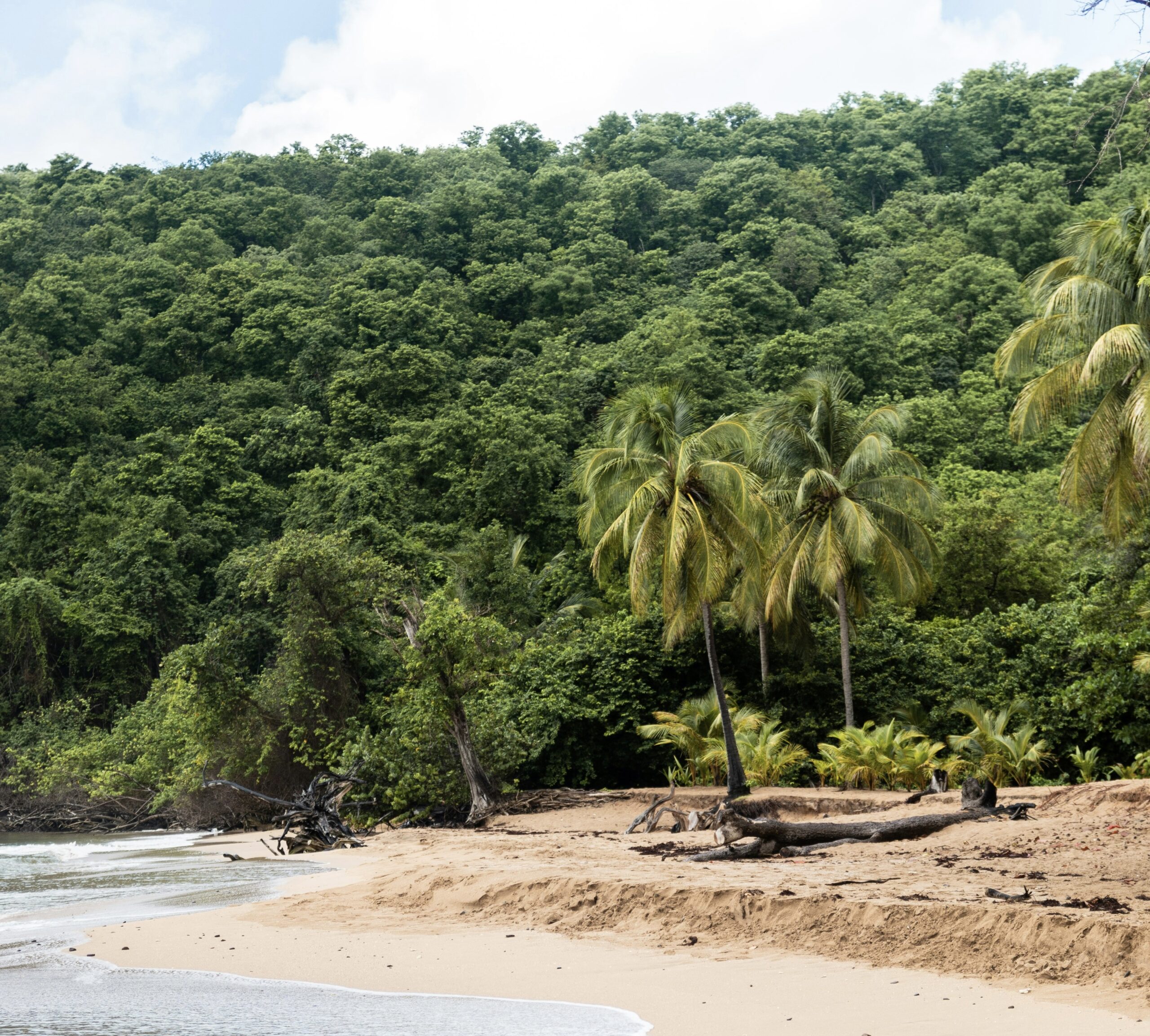 This restaurant is a very important filming location for the series “Death in Paradise”.
Pictured: the lush green beach of Guadeloupe 