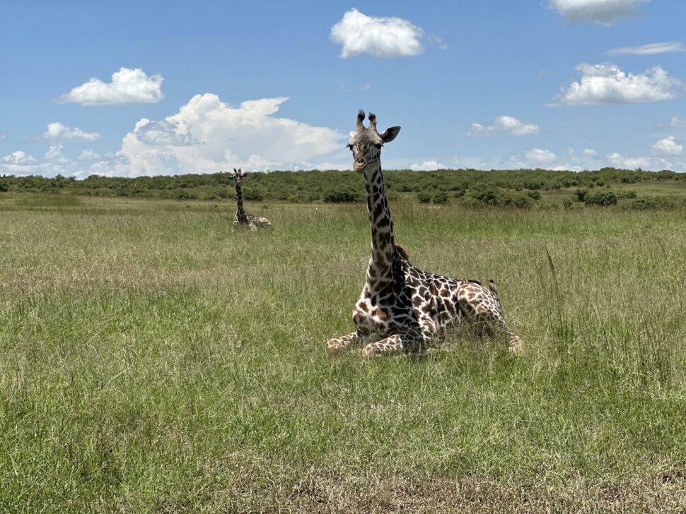 giraffe sitting in open field at Maasai Mara National Reserve Safari in Kenya