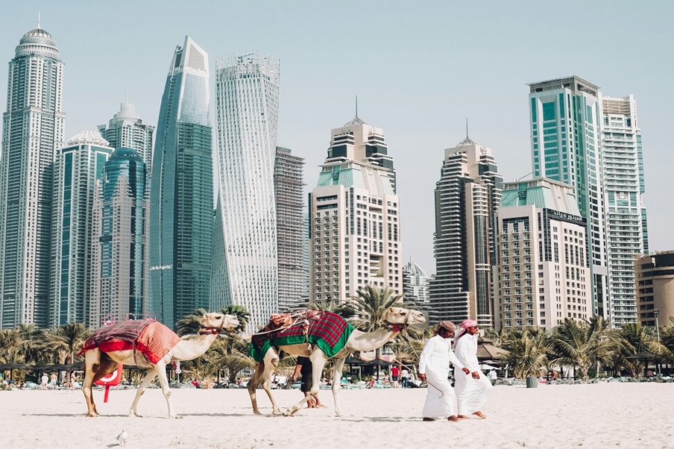 Emirati men walking with camels in Dubai