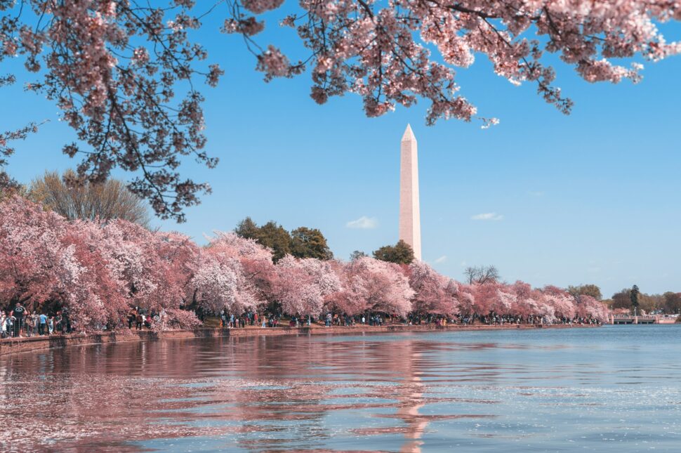 Cherry Blossom trees by the Washington Monument