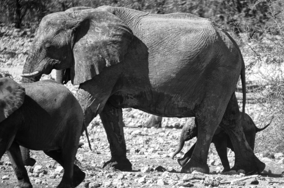Elephants in Etosha National Park, Namibia
