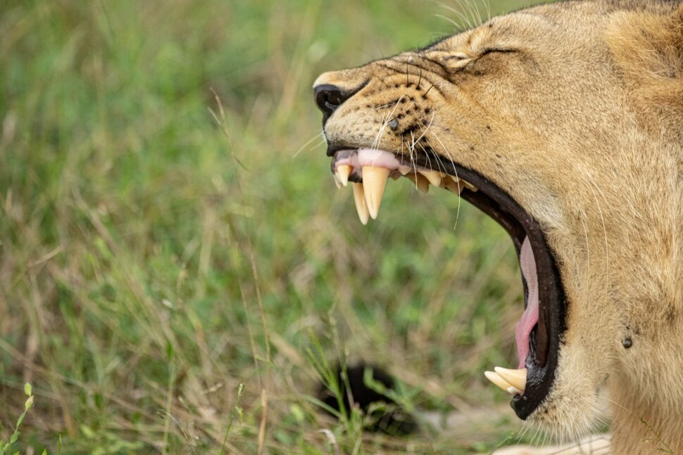 yawning lion in Mana Pools National Park