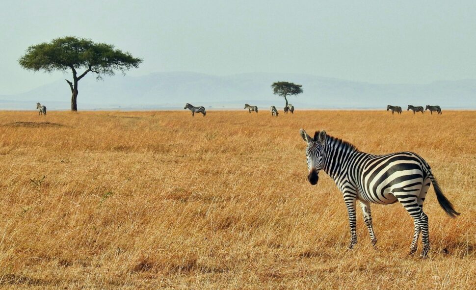 Zebra in Masai Mara National Reserve, Kenya