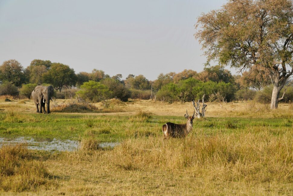 Animals in the wild in Okavango Delta, Botswana.

