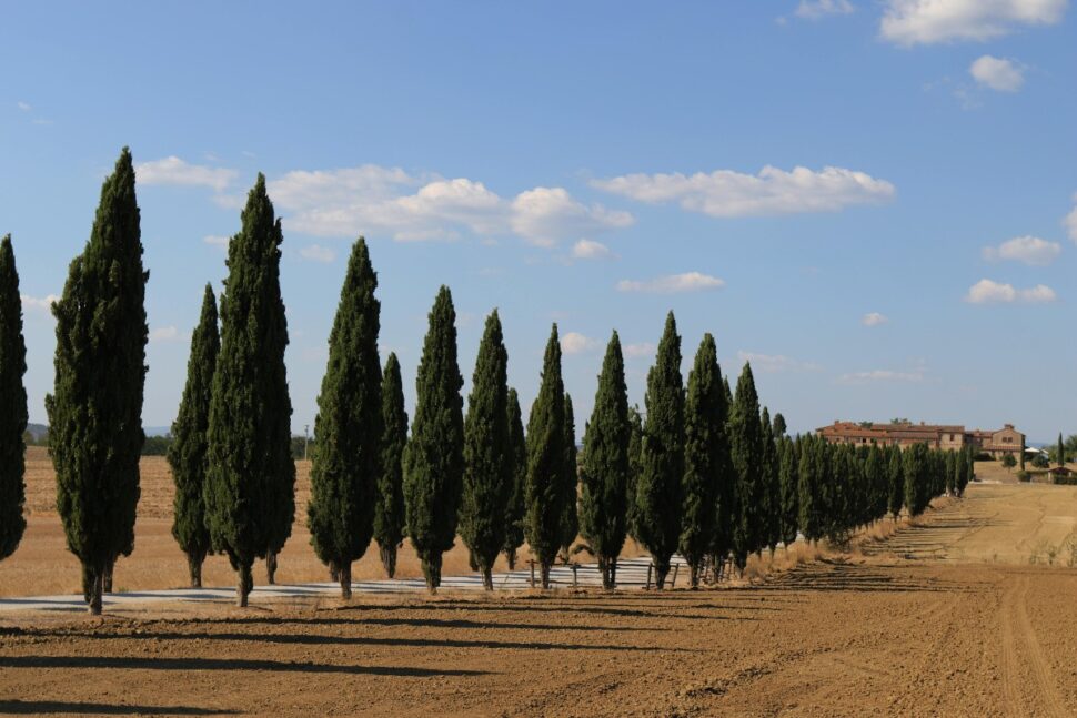 Cypress Trees Along the Hotel Driveway