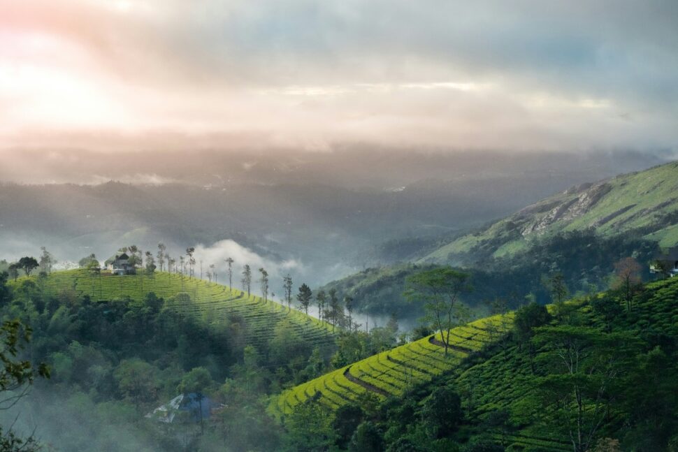 rolling hills in Munnar, India