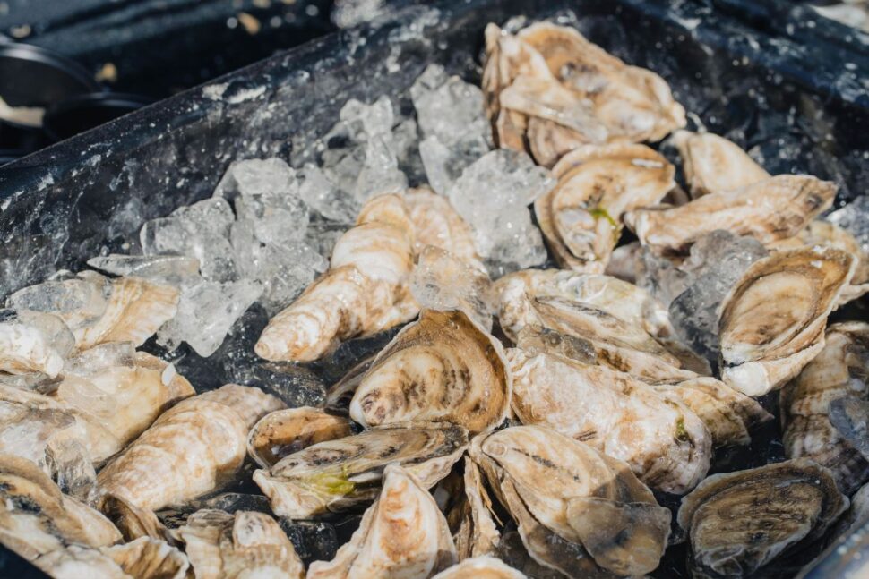 Raw oysters sitting in ice at the Hilton Head Seafood Festival