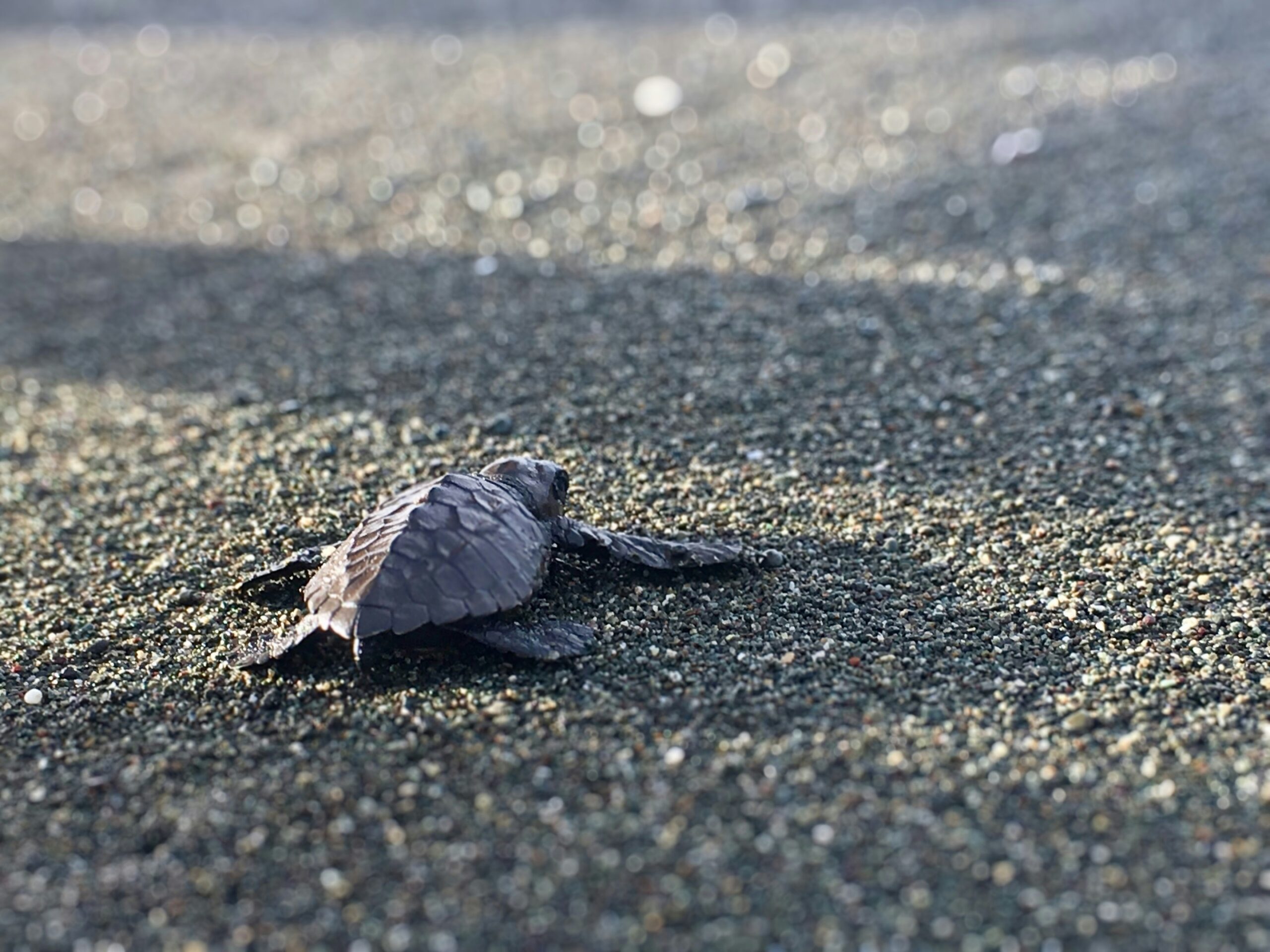 The wildlife of Costa Rica is a popular reason visitors go the country. Especially since the country is so diverse.
pictured: a recently hatched turtle on black sand
