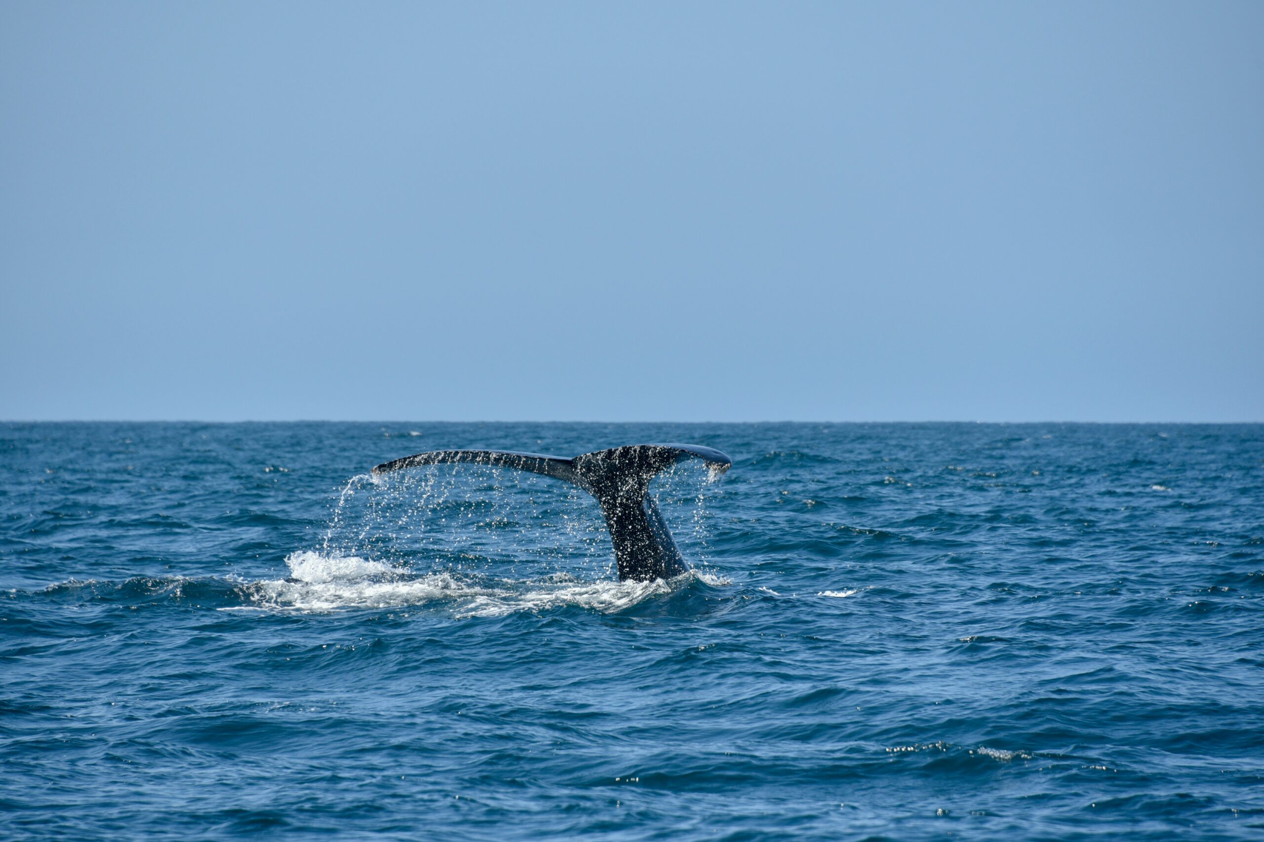 There is plenty to do for wellness vacationers in Los Cabos. 
pictured: a whale fin in the ocean of Los Cabos
