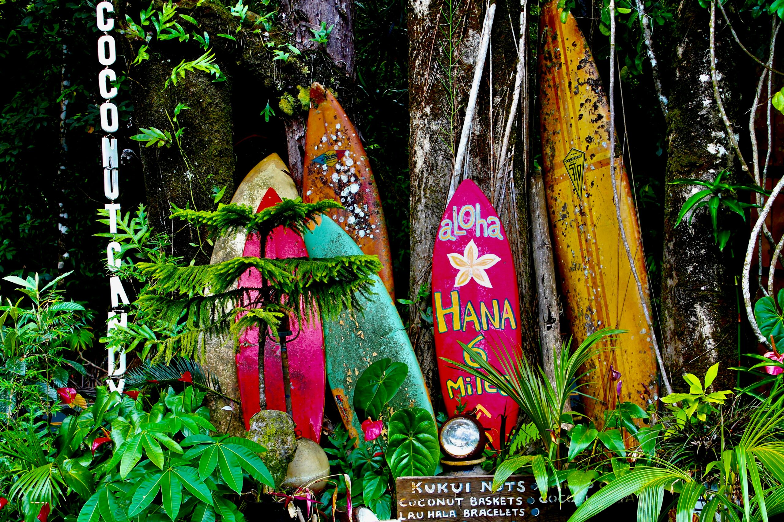 Hawaii banned rentals for tourists, learn more about why. 
Pictured: surf boards on a tree in Hawaii